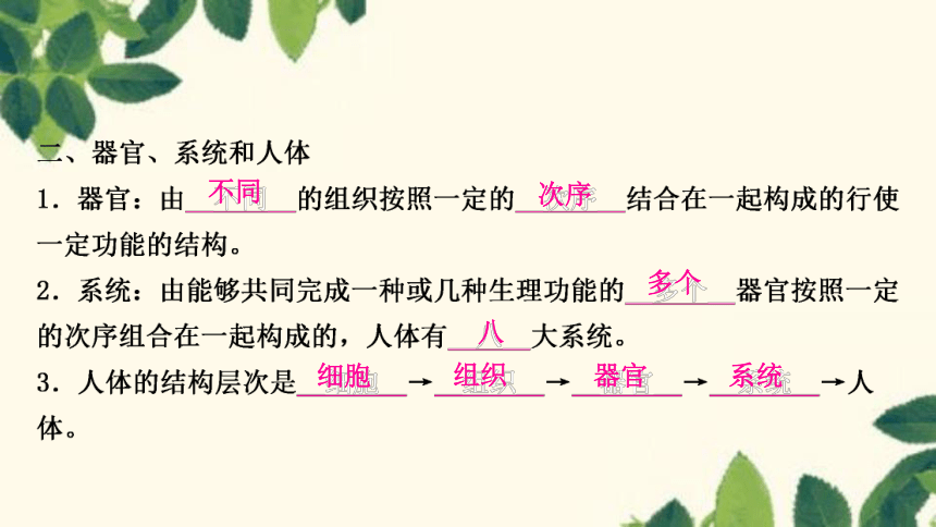 人教版生物七年级上册 第二单元　生物体的结构层次第二章　细胞怎样构成生物体第二节 动物体的结构层次 课件 (共25张PPT)