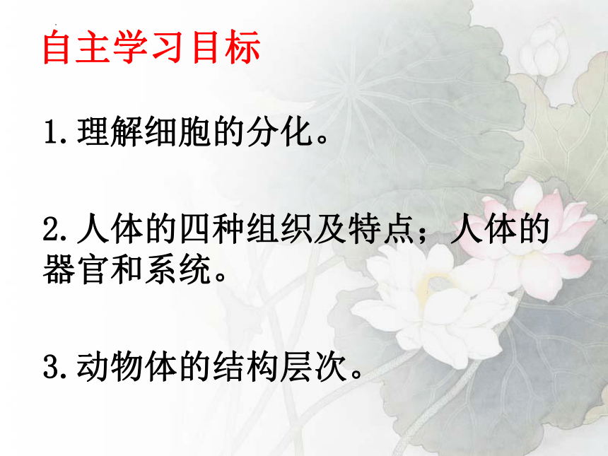 2.2.2动物体的结构层次课件(共27张PPT) 2022-2023学年人教版七年级生物上册