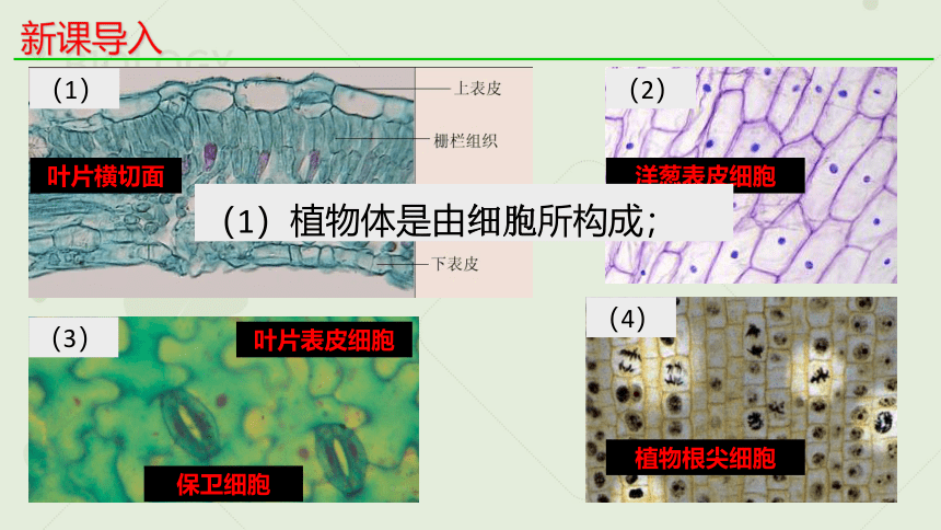 1.1细胞是生命活动的基本单位_新人教2019版必修1(共23张PPT)