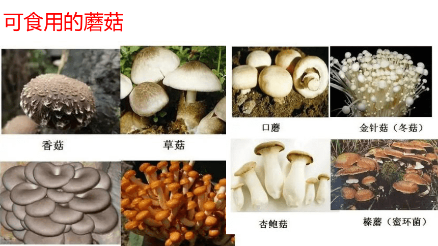 青岛版（六三制2017秋） 六年级上册2.5.蘑菇和木耳（ 课件 (共28张PPT)