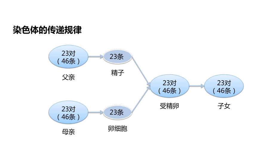 第4单元第4章第3节《人类染色体与性别决定》课件(共15张PPT)