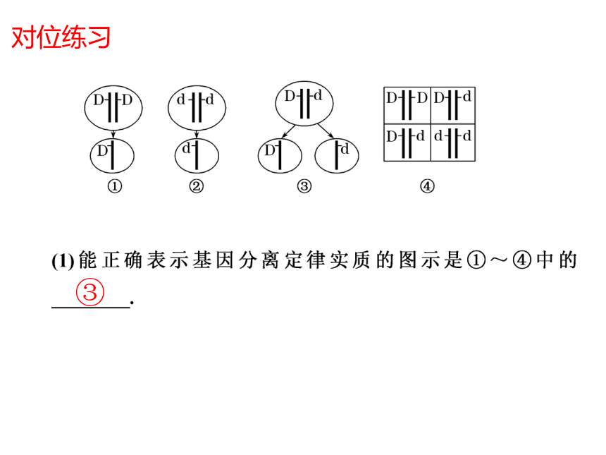 1.1基因分离定律复习课件(共47张PPT)-人教版（2019）必修2