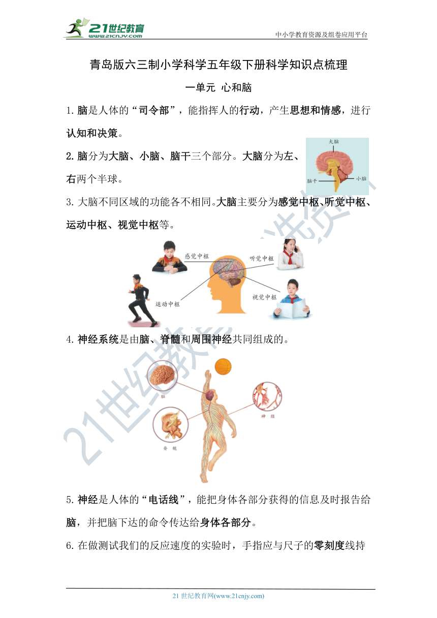 青岛版（六三制）科学 五年级下册 第一单元 心和脑 知识点梳理（word版）