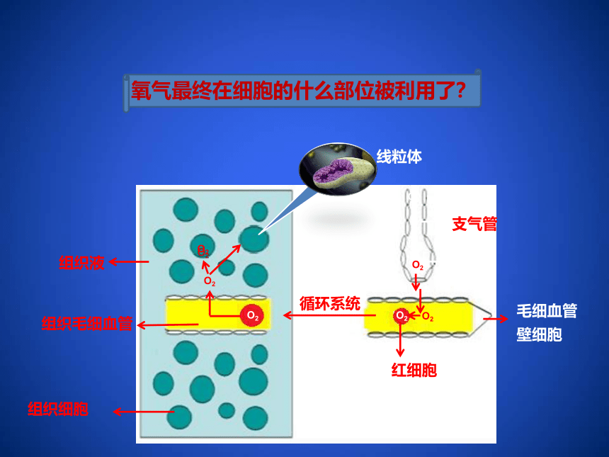 2020--2021学年北师大版生物七年级下册4.10.2. 人体细胞获取氧气的过程课件（第3课时）（39张ppt）