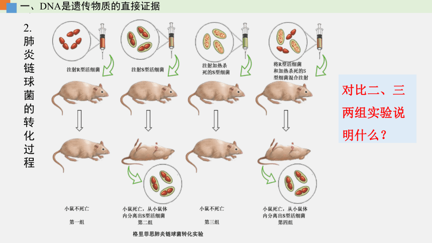 2021-2022学年高一生物浙科版（2019）必修2第三章第一节核酸是遗传物质（课件）（36张ppt）