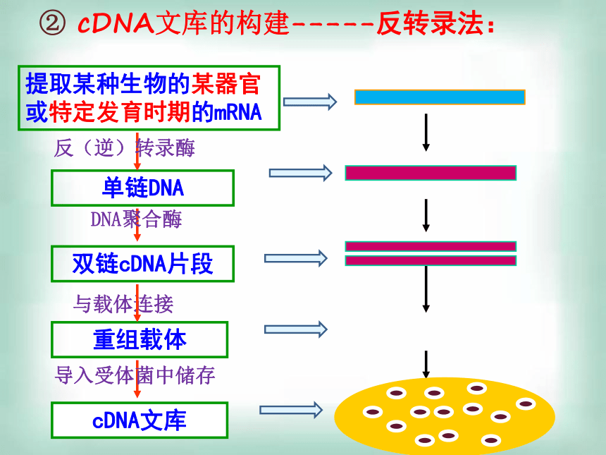 2020-2021学年高二下学期生物人教版选修三1.2基因工程的基本操作程序课件（32张ppt）