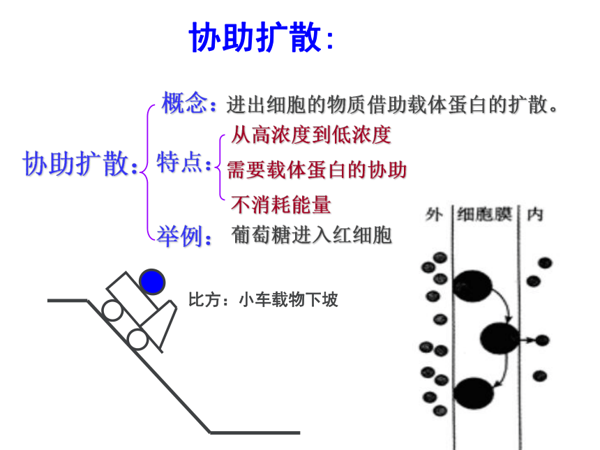 新人教版生物高中必修1第四章第三节：物质跨膜运输的方式(26张PPT)