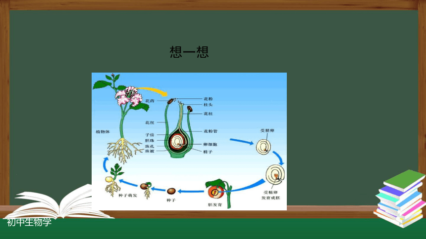 3.2.3  开花和结果（第一课时）课件(共30张PPT)