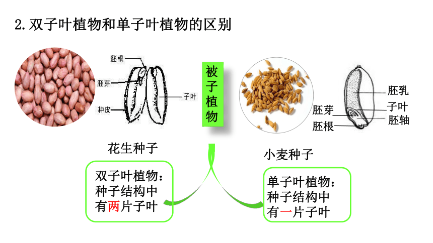 人教版生物七年级上册 3.1.2种子植物课件(共32张PPT)