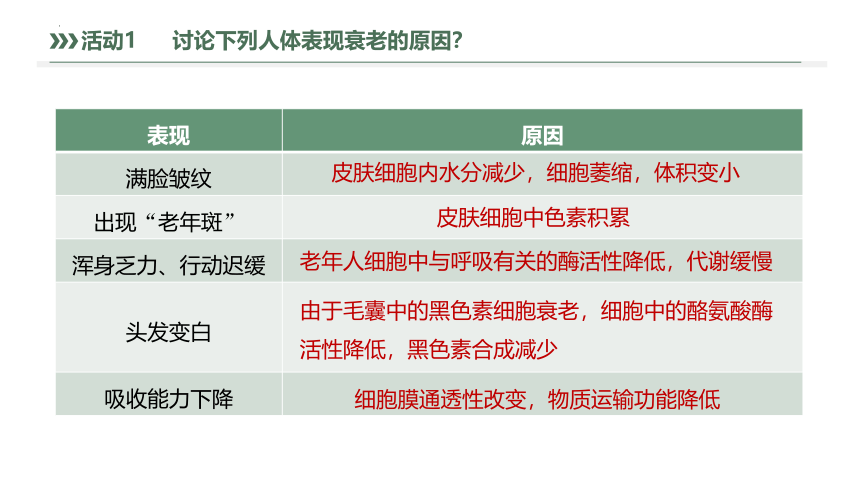 6.3细胞的衰老和死亡（共30张ppt）高中生物人教版（2019）必修1