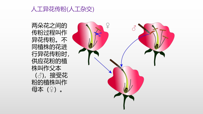 生物人教版（2019）必修2-1.1孟德尔豌豆杂交实验(一) 课件(64张ppt）