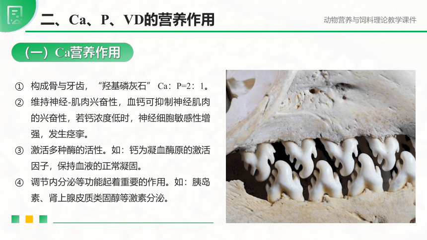 1.2.5钙、磷的营养作用与缺乏症 课件(共67张PPT)-《畜禽营养与饲料》同步教学（高教版）