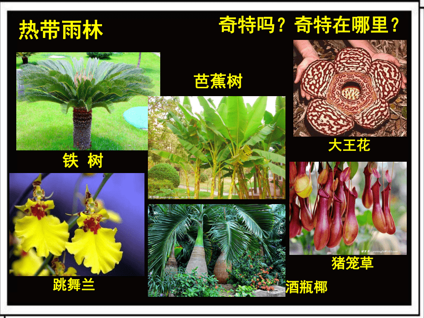 14. 奇特的热带植物 课件 （36张PPT）