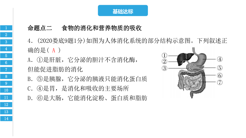 第四单元  第二章   人体的营养-2023年中考生物复习习题课件（共20张PPT）（人教版）