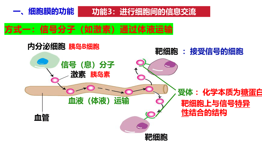3.1 细胞膜的结构和功能(共31张PPT)课件高一生物课件（人教版2019必修1）