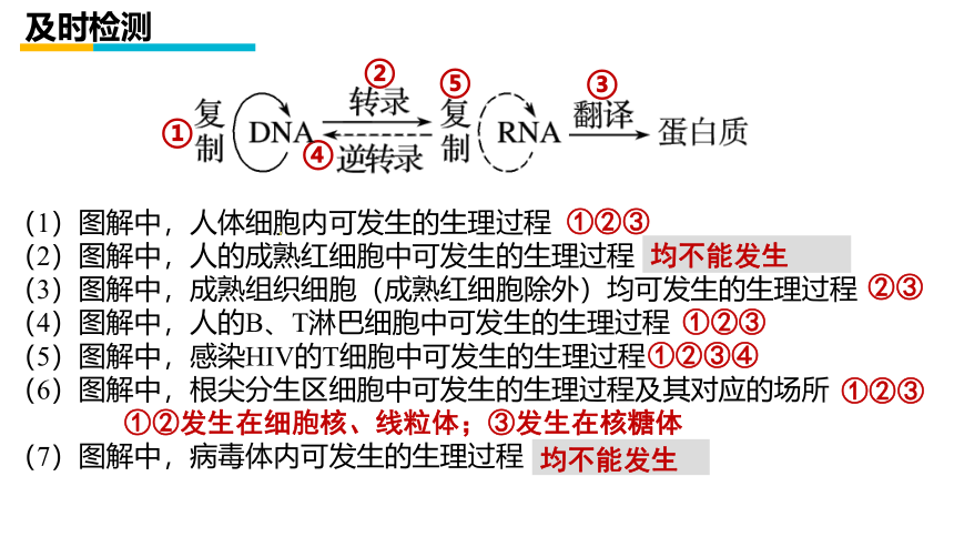 2021-2022学年高一下学期生物人教版必修2  4.2基因对性状的控制课件 （27张ppt）