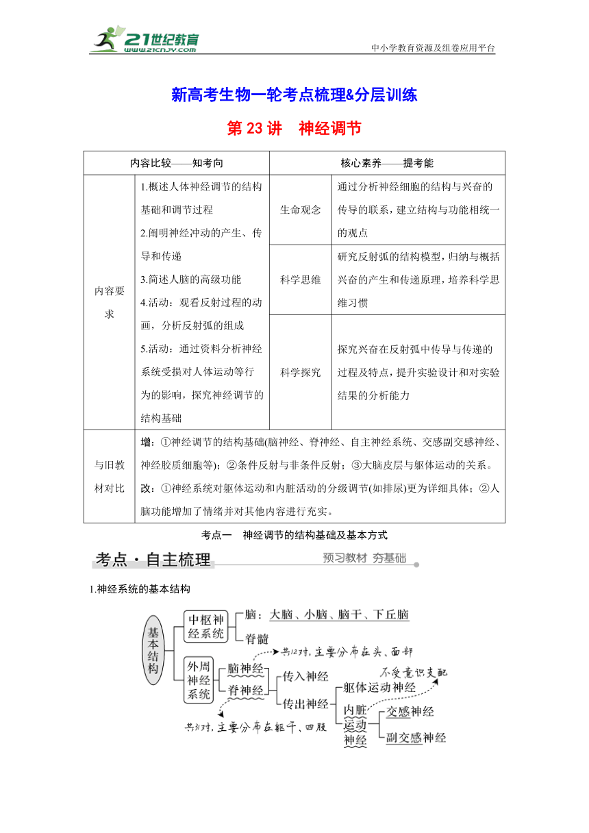 新高考生物一轮考点梳理&分层训练：第8单元 稳态与调节 第23讲　神经调节（含答案）