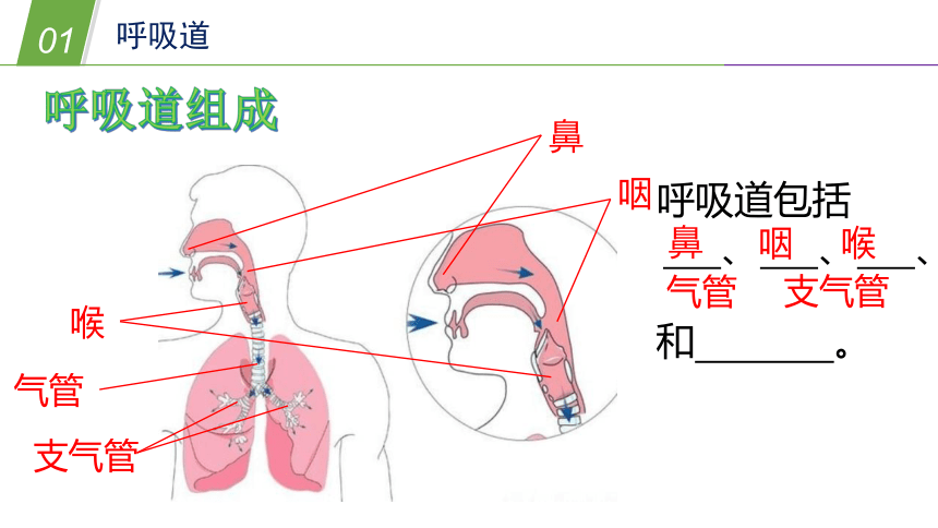 华师大版科学八年级上册 5.2人体的呼吸（1 人体呼吸系统的组成）（课件 32张PPT）