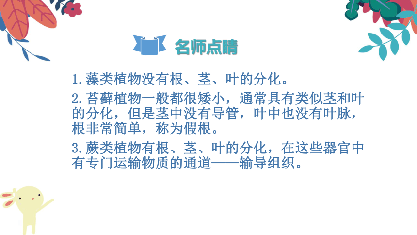 3.1.1《藻类、苔藓和蕨类植物》复习课件(共27张PPT)