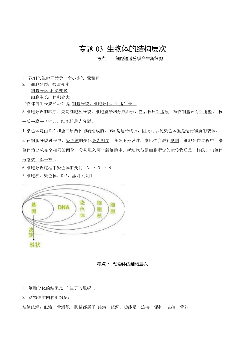 专题03 生物体的结构层次（知识）-备战中考生物一轮复习考点（全国通用）