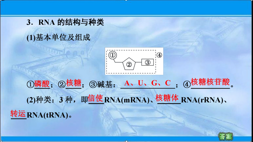 2020-2021学年苏教版（2019）高中生物： 必修2 第2章 第3节 第1课时 DNA分子通过RNA指导蛋白质的合成 课件 （62张）