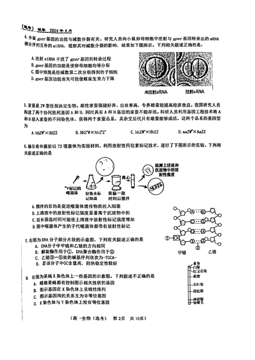 2024北京八十中高一（下）期中生物（选考）（PDF版无答案）
