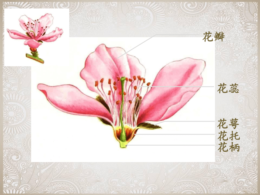 湘美版美术四年级上册 花儿朵朵 课件(共14张PPT)