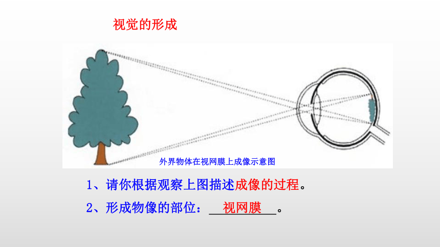 2021-2022学年人教版生物七年级下册4.6.1人体对外界环境的感知课件(共24张PPT)