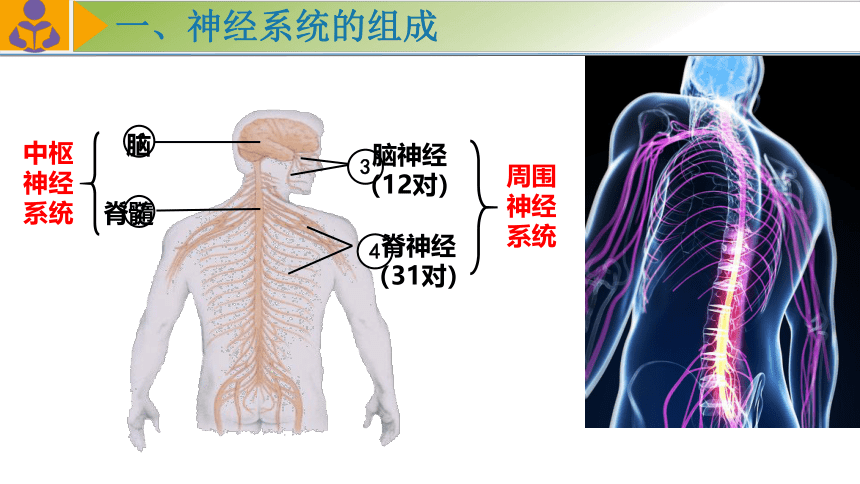 4.12.2人体的神经调节（第一课时）课件 (共34张PPT)苏教版生物七年级下册