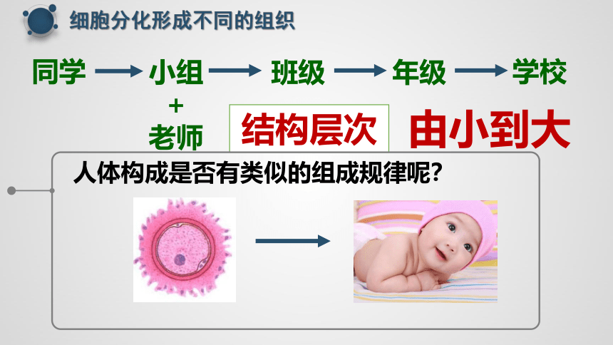 2.2.2 动物体的结构层次 课件 (共18张PPT)