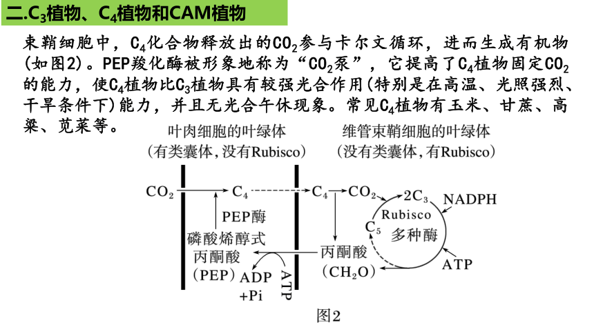 新人教必修1专题复习课件：21 光合作用5(光呼吸、电子传递、C4等植物)(共25张PPT)