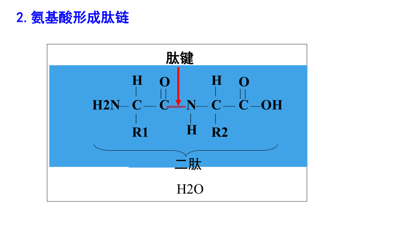 2021-2022学年高一上学期生物人教版必修一2.4蛋白质是生命活动的主要承担者 课件（共24张PPT）