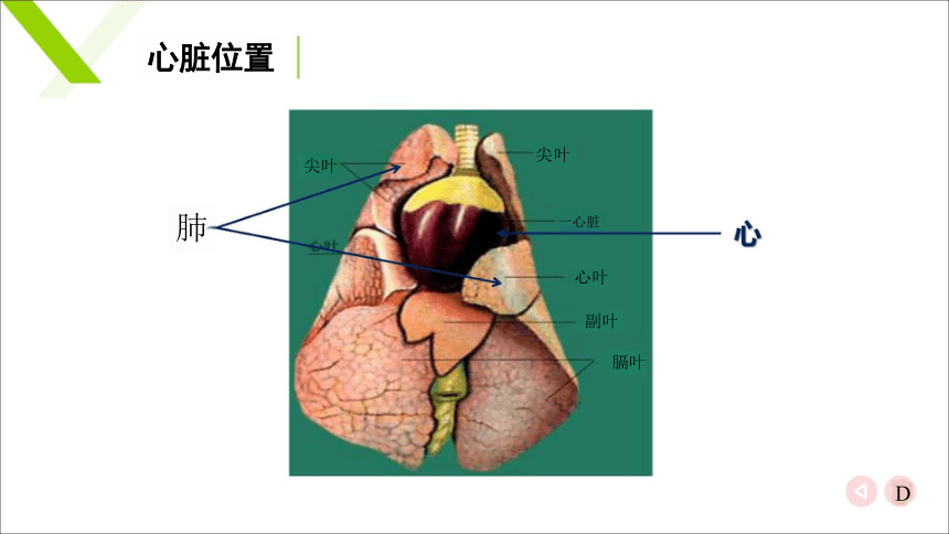 7.1.1心脏 课件(共23张PPT)《畜禽解剖生理（第四版）》同步教学(高教版)