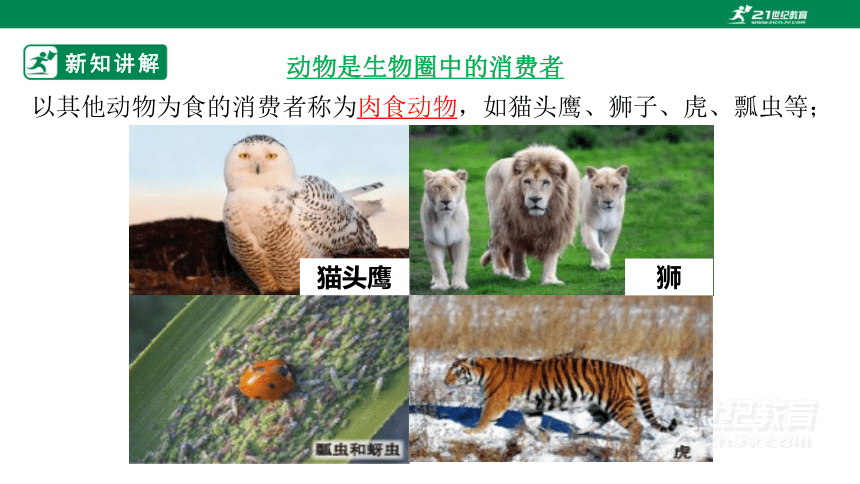【北师大版】5.17.1 动物在生物圈中的作用-2022-2023学年八年级生物上册同步课件(共33张PPT)