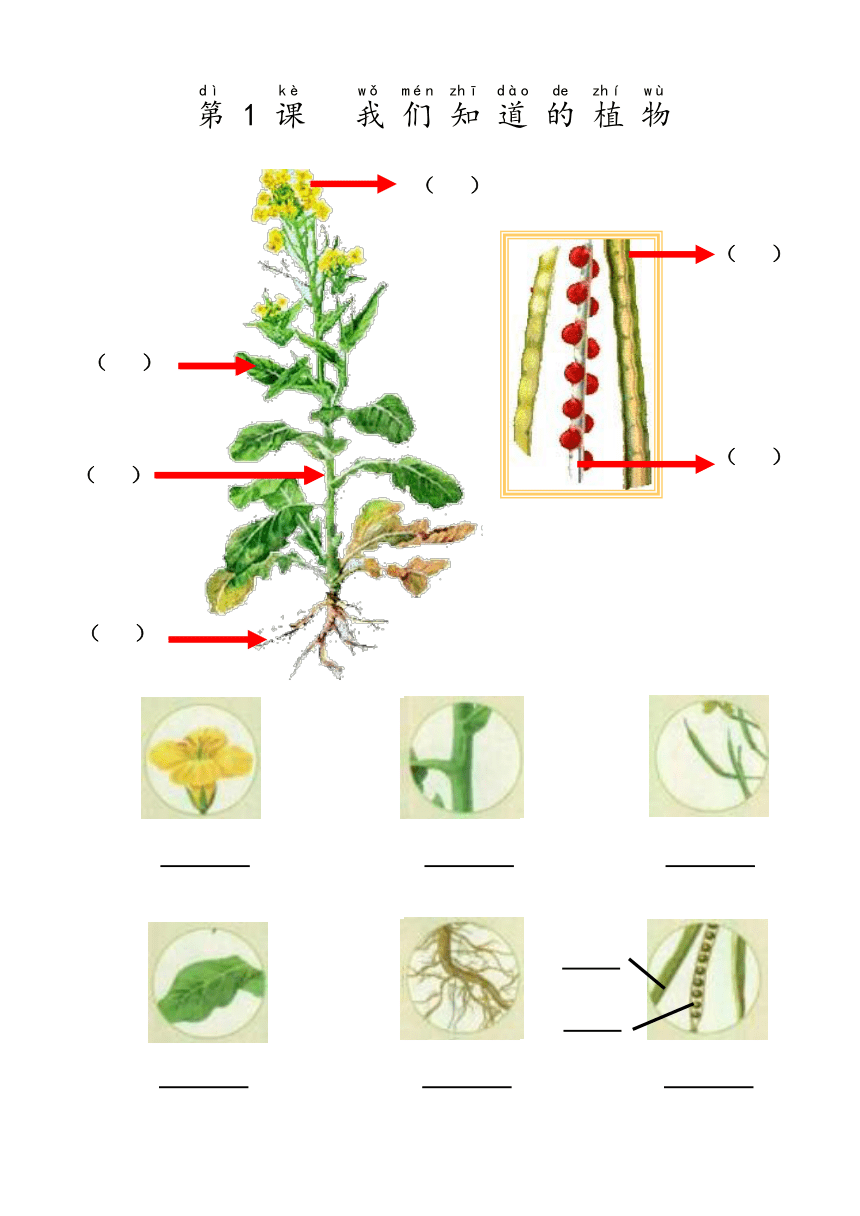 教科版（2017秋）一年级上第一单元第1课《我们知道的植物》课堂练习（无答案）
