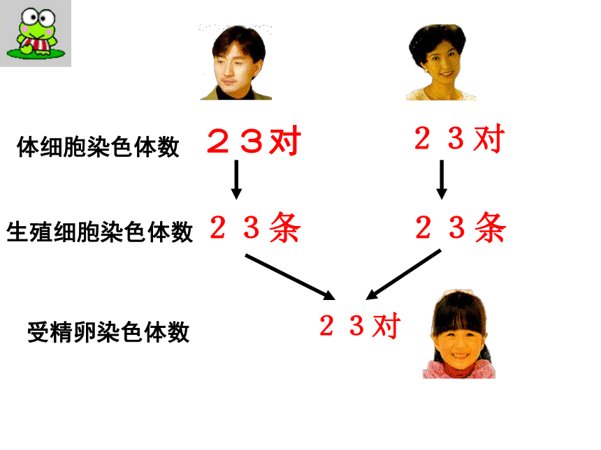 4.4.3人类染色体与性别决定 课件-（共40张PPT）