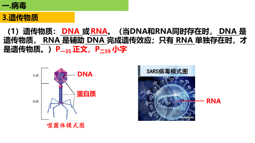 新人教必修1专题复习课件：01 病毒(共86张PPT)