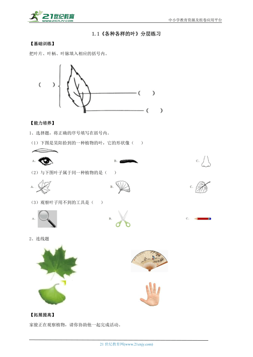 【新课标】1.1《各种各样的叶》分层练习（含答案）