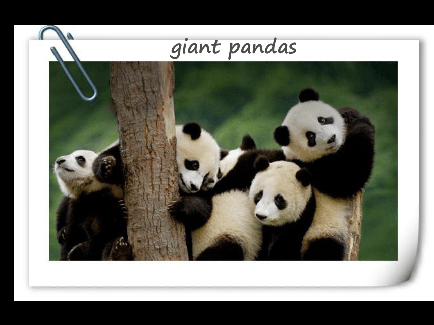 Unit 5 Wild animals Reading 1： Giant pandas 课件30张