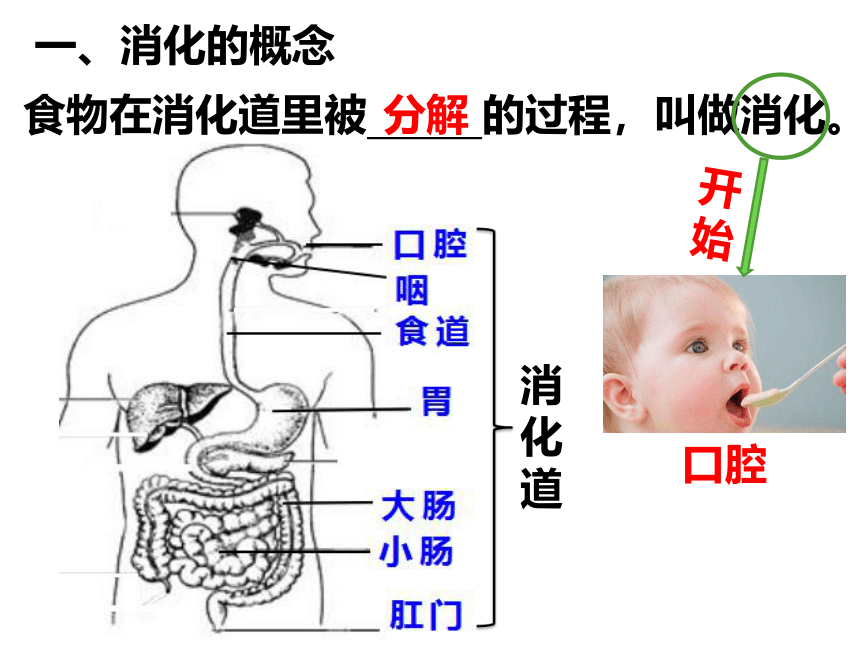 2021--2022学年冀教版生物七年级下册2.1.2.1食物在口腔中的消化课件(共20张PPT)