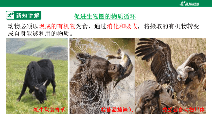 济南版2.2.5 动物在生物圈中的作用-2022-2023学年七年级生物上册同步课件（30页）