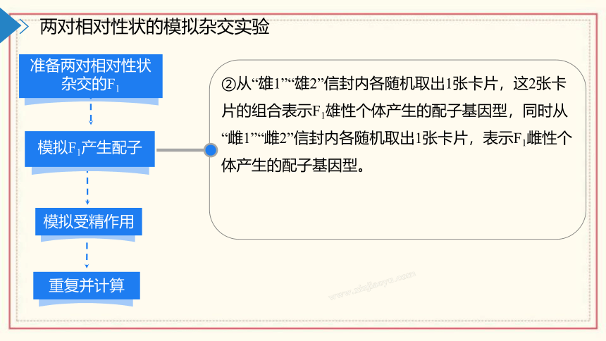 1.2模拟孟德尔杂交实验、两对相对性状的杂交实验及对自由组合现象的解释(共55张PPT)  高中生物 浙科版 必修二