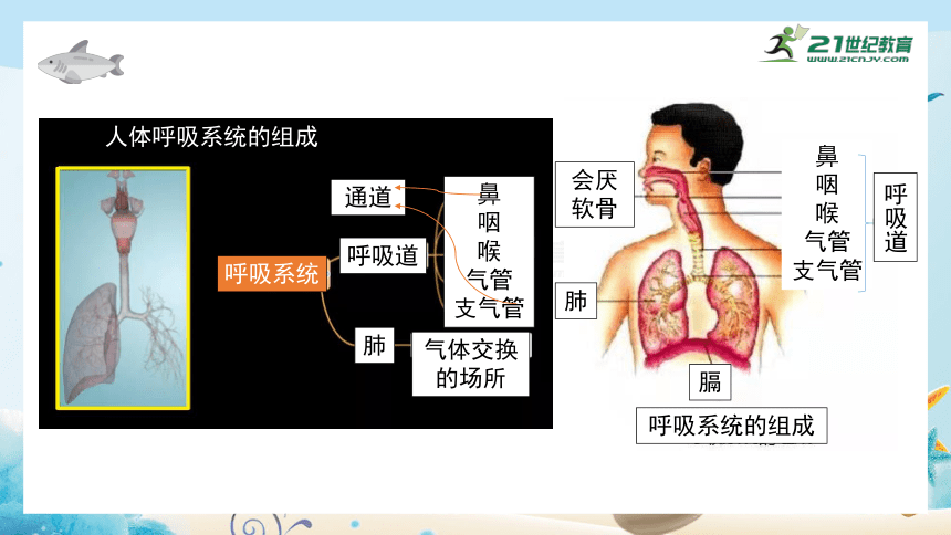 生物人教版七下4.3 人体的呼吸 章末复习课件(共22张PPT)
