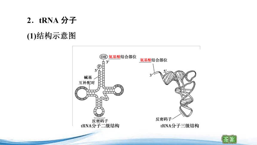 苏教版（2019）高中生物必修二 2.3第1课时DNA分子通过RNA指导蛋白质的合成 课件（57张ppt）