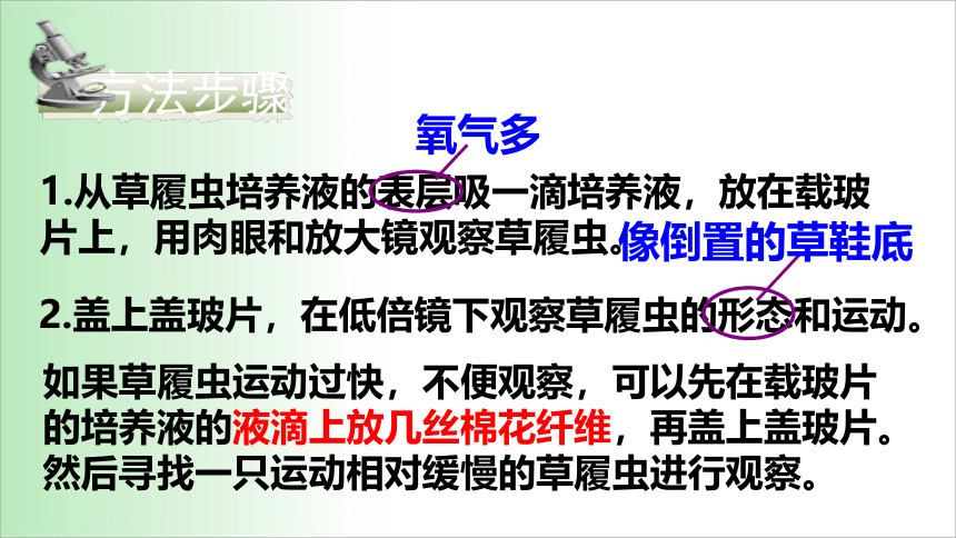 2021——2022学年人教版七年级生物上册2.2.4 单细胞生物 课件（17张PPT）