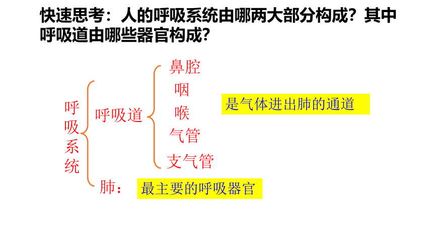 3.2.1人体与外界的气体交换课件(共28张PPT)济南版 七年级下册