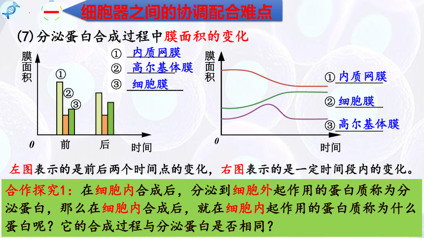 3.2细胞器之间的分工合作（第3课时）(课件共15张PPT)