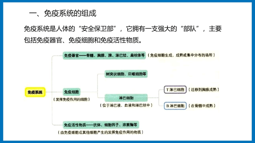 3.1.1 免疫系统的组成和非特异性免疫应答 课件（共20张PPT）