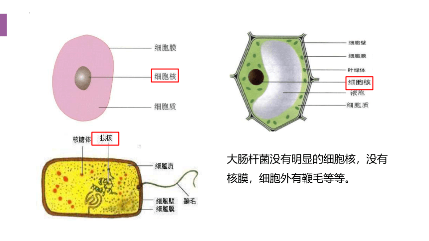 1.2.2原核细胞和真核细胞-(共23张PPT)课件人教版（2019）必修1