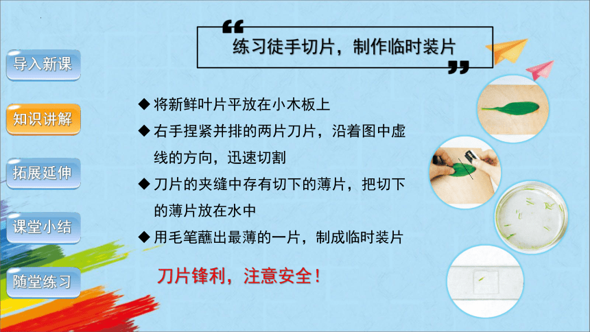 3.3  绿色植物与生物圈的水循环（第2课时）课件(共29张PPT)2022-2023学年人教版生物七年级上册